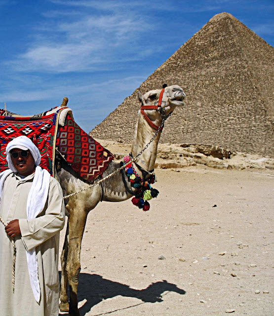 camel against a background of a pyramid
