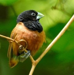 Burung Terkecil di Dunia