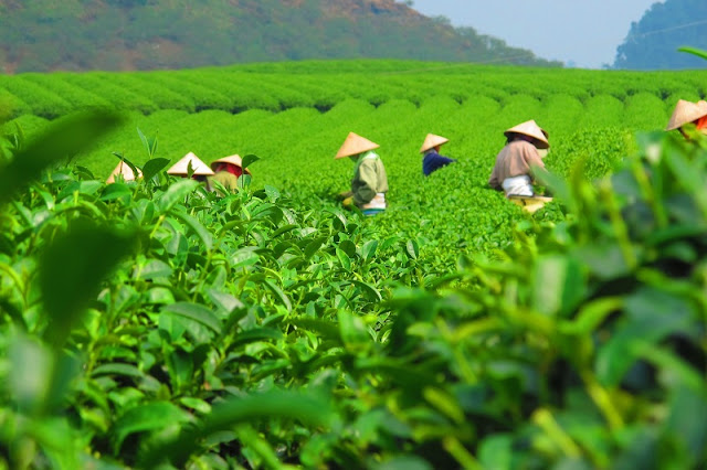 Moc Chau travel is nothing special in the season of ripe plum? 3