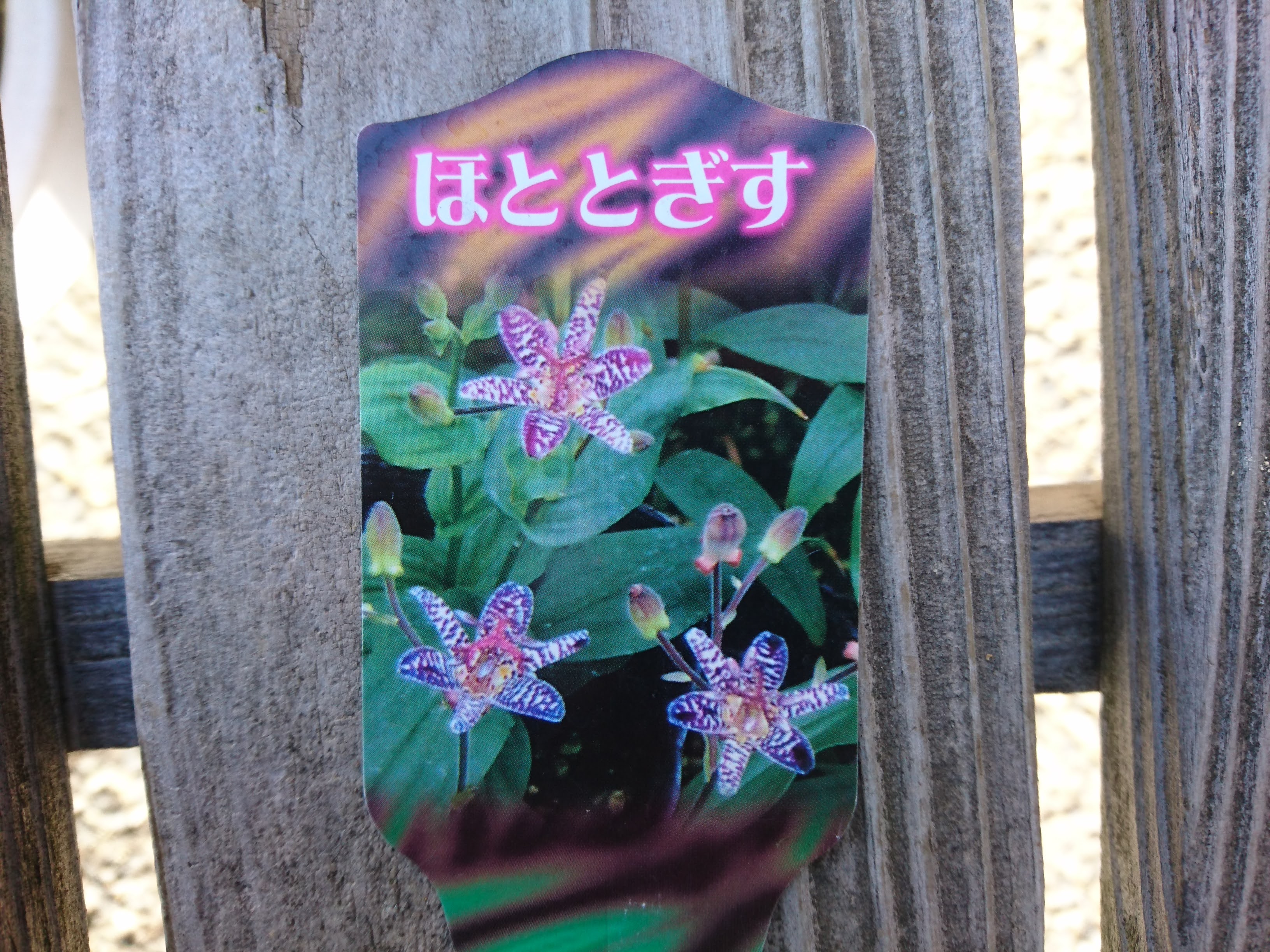 ホトトギスの育て方 ミニ盆栽や小さな鉢植えで 夏の終わりに紫色の斑点のある美しい花を楽しむ メダカの大工