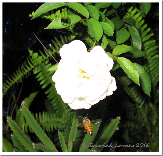 10-11-bee-prosperity