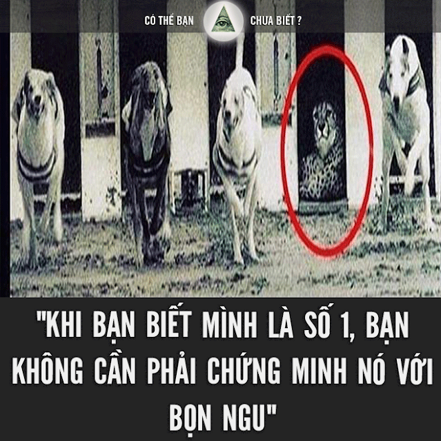 "Khi bạn biết mình là số 1, bạn không cần phải chứng minh nó với bọn ngu" không cùng đẳng cấp!