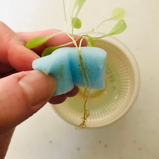 茶色になって腐れを感じるサニーレタスの根っこ