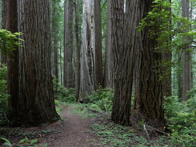 path between large trees