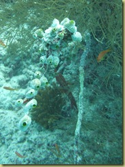 Scavenger Sponge