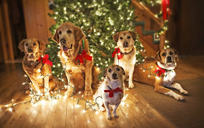 Mascotas Navideñas junto al arbolito de Navidad