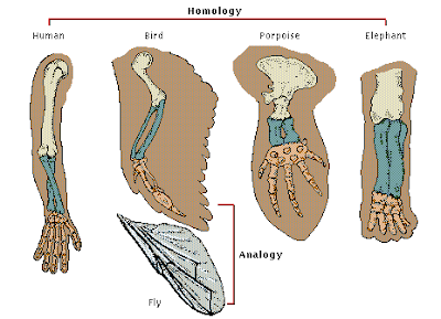 PEMBAHASAN TENTANG EVOLUSI ~ Severalcut