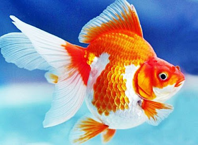 Cara Memelihara dan Membudidayakan Ikan Mas Koki Mutiara 