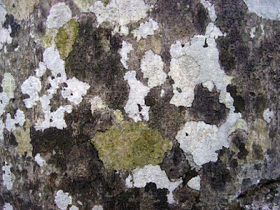 Fagus grandifolia: closeup of bark with lichens