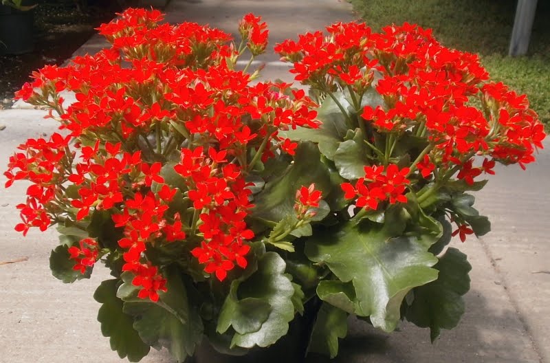 39+ New Style House Plants With Small Red Flowers