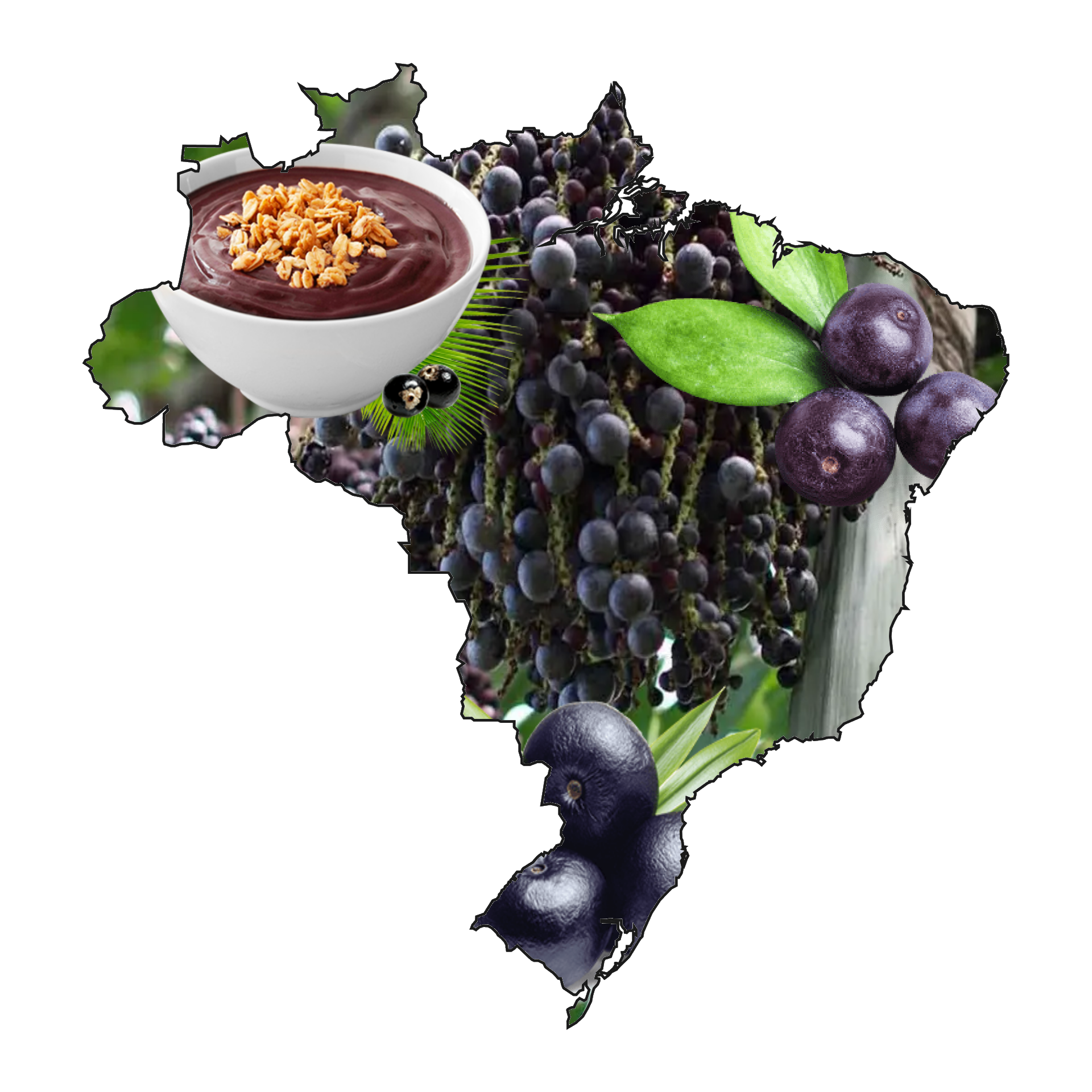 Os Maiores Produtores de Açaí do Brasil