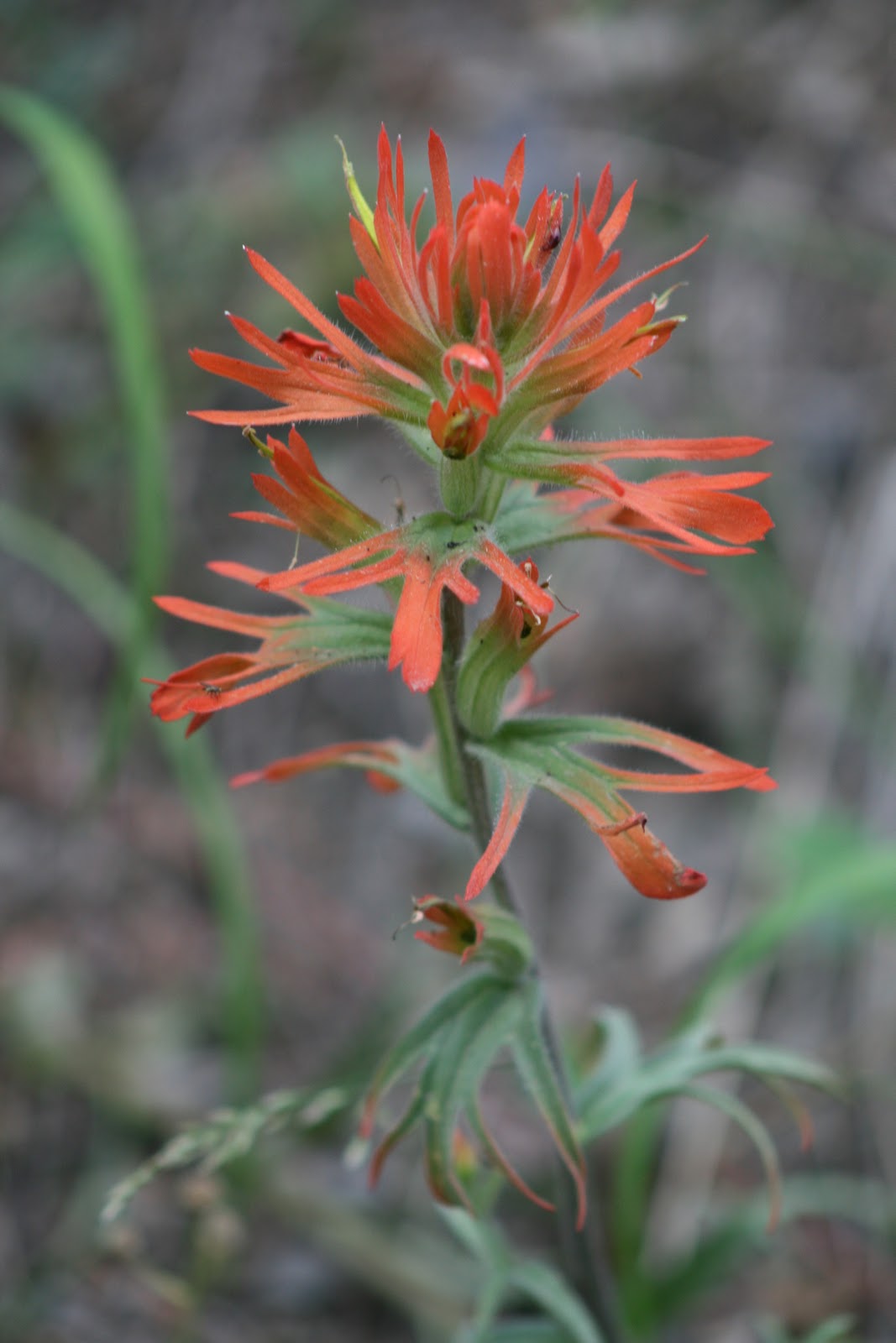 Southern Belle's Adventures: Montana Wildflowers (Macro)