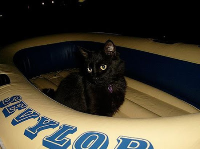 digaleri.com: 99 Foto Kucing Cantik, Imut dan Lucu! foto kucing imut, lucu, cantik