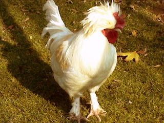 Hen