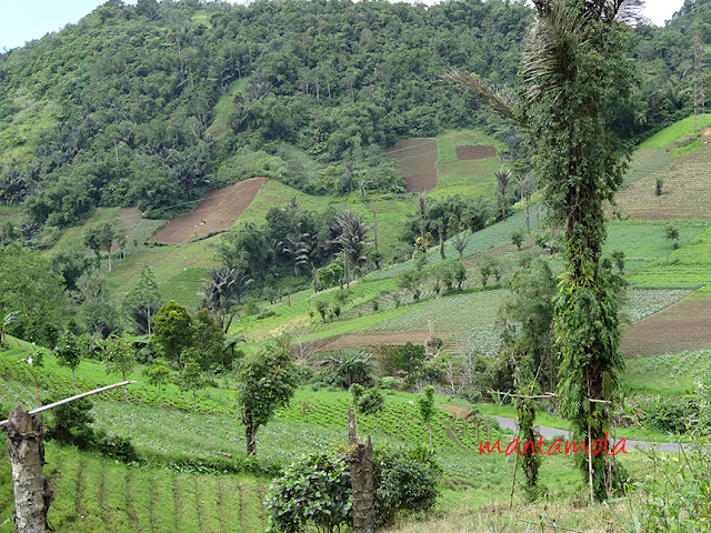 Tomohon market, Minahasa, North Sulawesi.