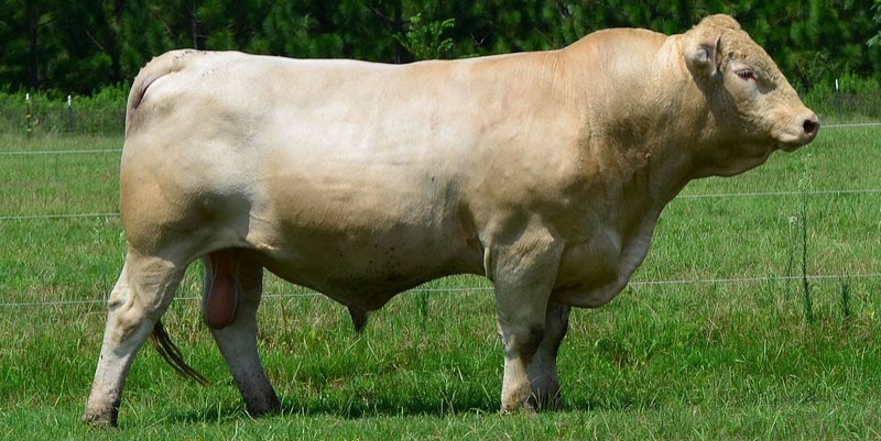 Sapi Charolais Sapi Dwiguna Asal Perancis SAKA DOCI