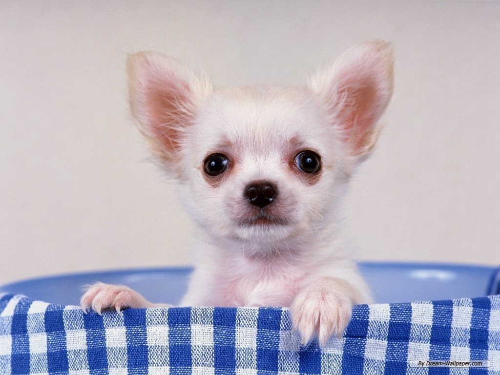 Gunggung Gambar 6 Anjing Chihuahua