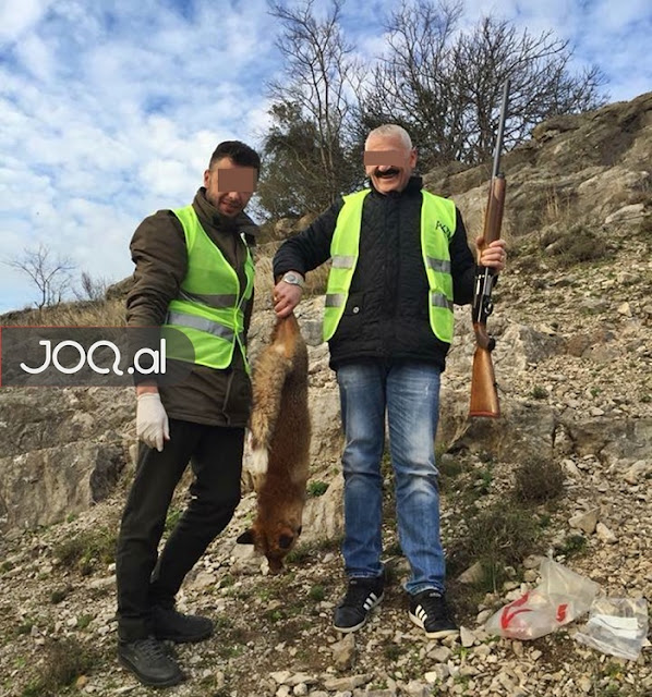 Red fox killed in the protected area of Kune-Vain of Lezha