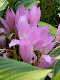 Colchicum autumnale Autumn Crocus fall flowers at the Toronto Botanical Garden's Entry Garden Walk by garden muses--not another Toronto gardening blog