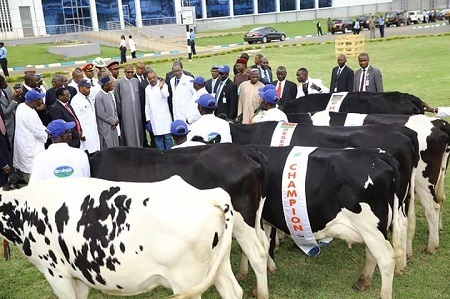 Wow! See What President Buhari Was Pictured Doing in a Diary Farm, Kenya (Photos)