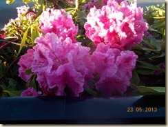 DSCN0079