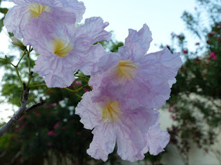 Tabebuia rosea - Tabébuia rose - Tecoma rose