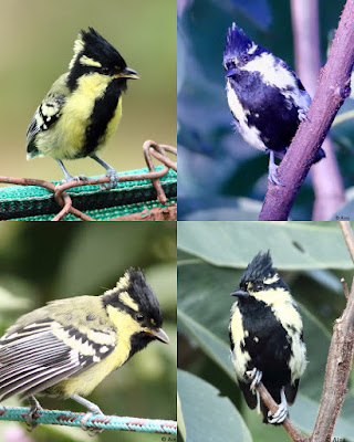 Indian Yellow Tit