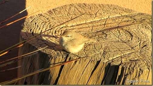 Rock Wren_003