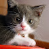 veterinary online-Interesting facts about Cats