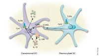 CpG DNA