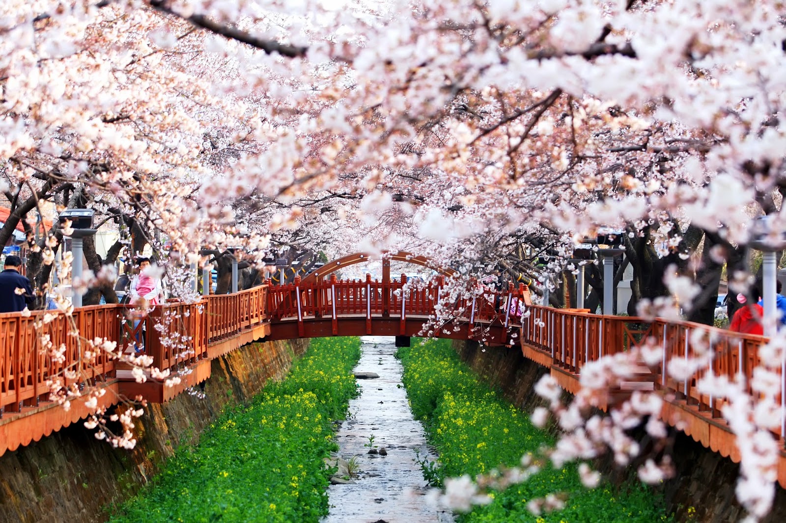 Indahnya Bunga Sakura Di Jinhae