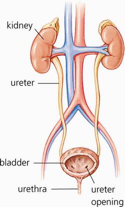  urinary tract infection 