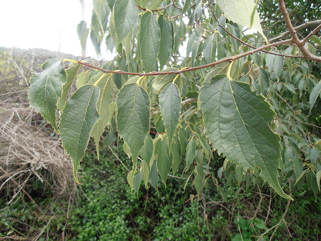 ALMEZ: Celtis australis