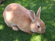 daffodils are in bloom and bunnies are looking for handouts.