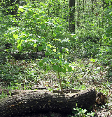 Seedling of a small-leaved lime, Tilia cordata, in Spring Park.  22 April 2011.