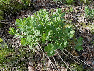 Orpin reprise - Grand orpin - Hylotelephium telephium - Sedum telephium