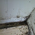 BED BUG FACTS - Toronto bed bugs control