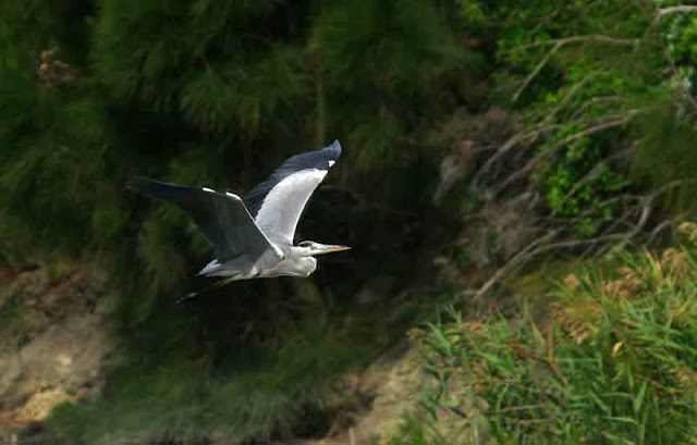 Grey Heron flying