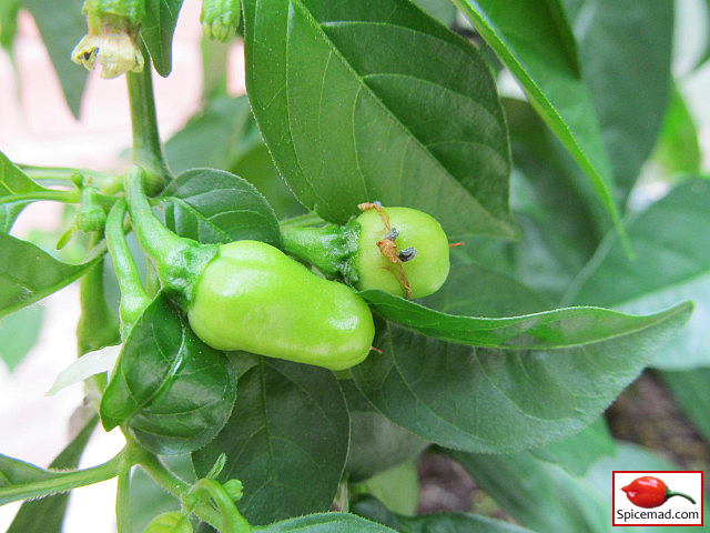 Peruvian White Habanero - 21st July 2022