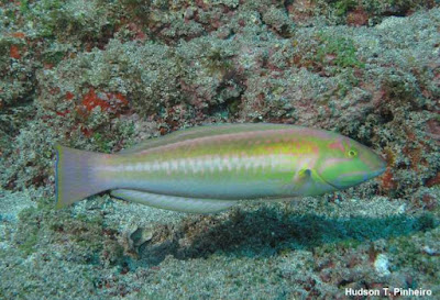 Sabonete de Trindade, Halichoeres rubrovirens, peixe, peixe sabonete de trindade, cadeia vitória trindade, endêmico, espécies marinha, origem da vida nos oceanos e mares, fish, natureza, pesquisa, espírito santo, peixes endêmicos do brasil, extinção