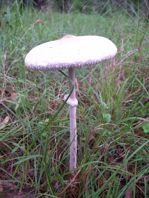 white mushroom (or toadstool) with long stem and large head