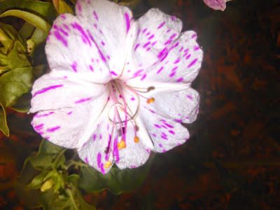 mirabilis salapa