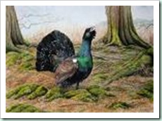 capercaillie