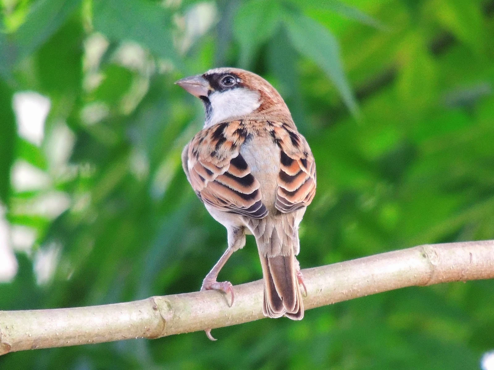 Beautiful Pictures of Sparrows - Babui, Woodpecker, Sparrow, Tuntuni, Bulbul, Beautiful Bird Pictures - birds - NeotericIT.com