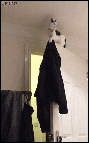 Funny Cat GIF • Acrobat cat on top of door. Epic fail, gravity wins! [ok-cats.com]