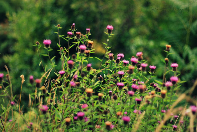 purple flowers on a green background