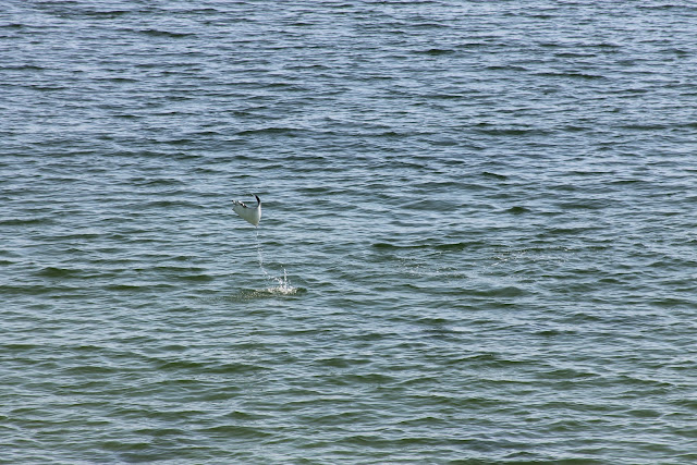 Manta Ray jumping