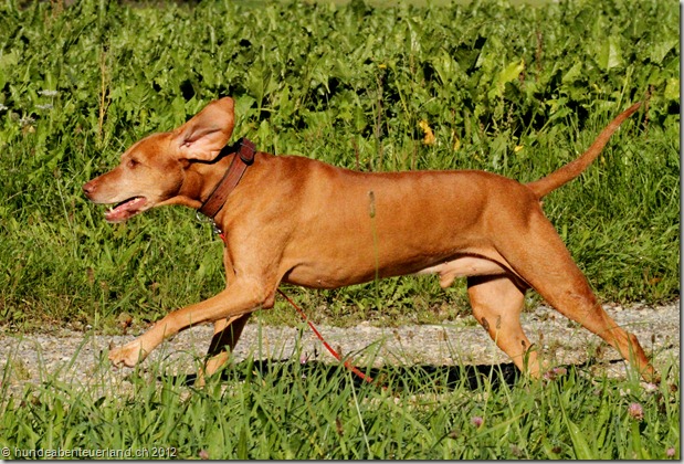 Eglisau Dog Walking Service
