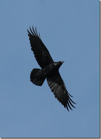 Cornwall 2011 101