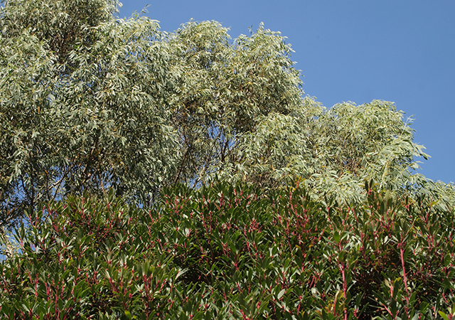 Eucalyptus trees